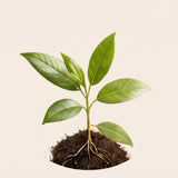 ROOTED IN CARE