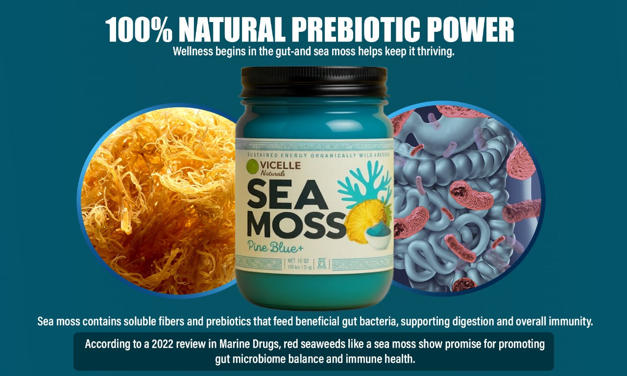 Pine Blue+ Sea Moss Gel